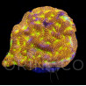 Leptoseris sp. Jack-o-Lantern III