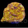 Leptoseris sp. Jack-o-Lantern III