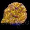 Leptoseris sp. Jack-o-Lantern III