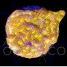 Leptoseris sp. Jack-o-Lantern IV