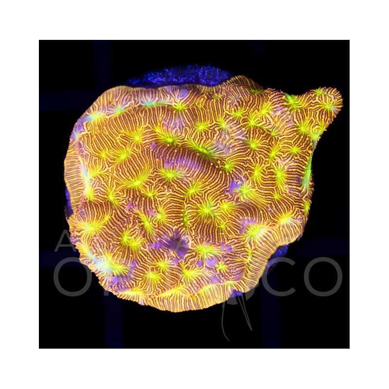 Leptoseris sp. Jack-o-Lantern IV