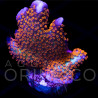 Montipora digitata 'Tyree Superman'