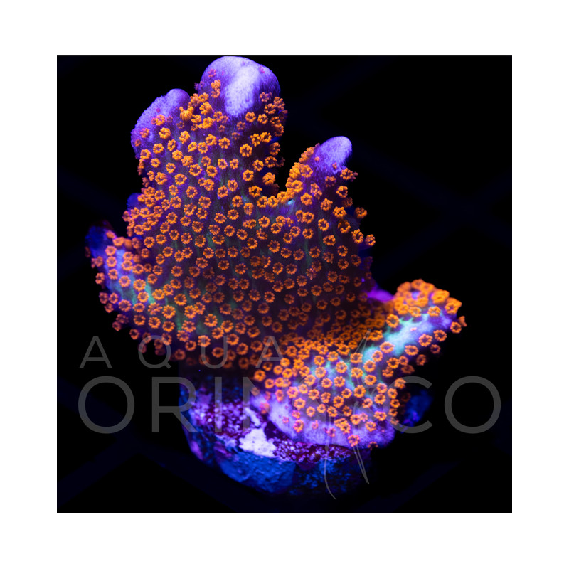 Montipora digitata 'Tyree Superman'