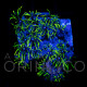 Pachyclavularia violacea Green Star Polyp WYSIWYG