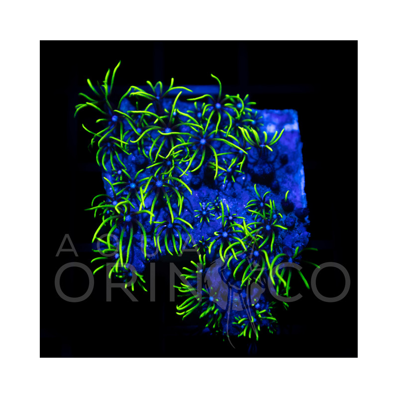 Pachyclavularia Green Star Polyp I