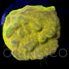 Psammocora sp. Watermelon WYSYWIG