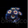 Zoanthus AIO