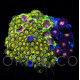 Zoanthus sp. Zoa Garden WYSIWYG