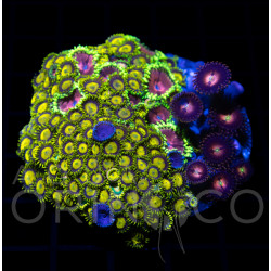Zoanthus sp. Zoa Garden WYSIWYG Zoanthus sp. Zoa Garden WYSIWYG
