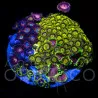 Zoanthus sp. Zoa Garden WYSIWYG II