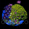 Zoanthus sp. Zoa Garden WYSIWYG II