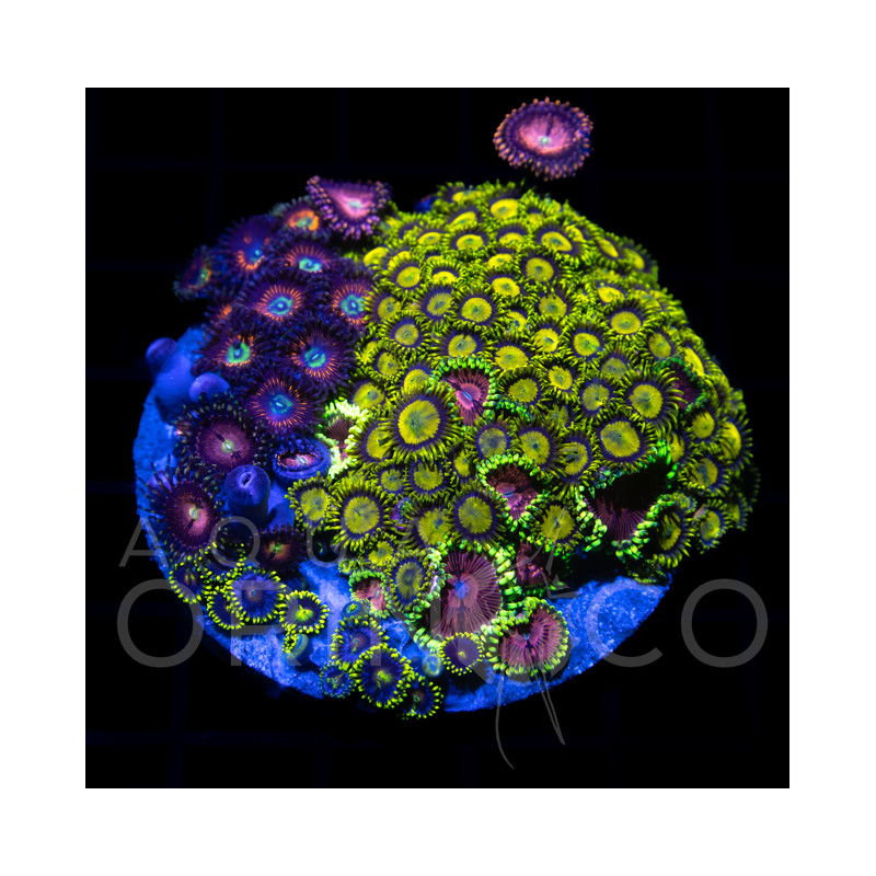 Zoanthus sp. Zoa Garden WYSIWYG II