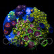 Zoanthus sp. Zoa Garden WYSIWYG III