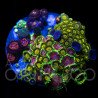 Zoanthus sp. Zoa Garden WYSIWYG III