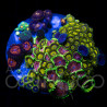 Zoanthus sp. Zoa Garden WYSIWYG III