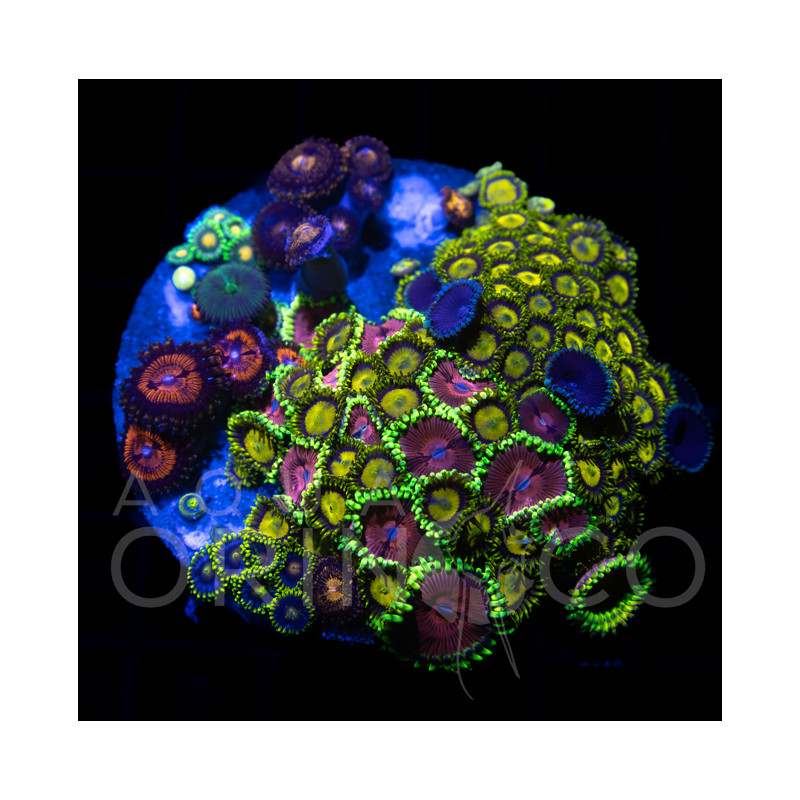 Zoanthus sp. Zoa Garden WYSIWYG III