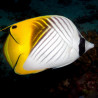 Chaetodon auriga - Threadfin Butterflyfish