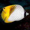 Chaetodon auriga - Threadfin Butterflyfish