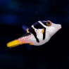 Canthigaster Valentini