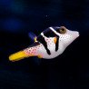Canthigaster Valentini