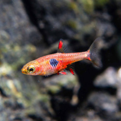 Rasbora naevus (Boraras naevus) aka Strawberry rasbora Rasbora naevus (Boraras naevus) aka Strawberry rasbora