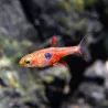 Rasbora naevus (Boraras naevus) aka Strawberry rasbora