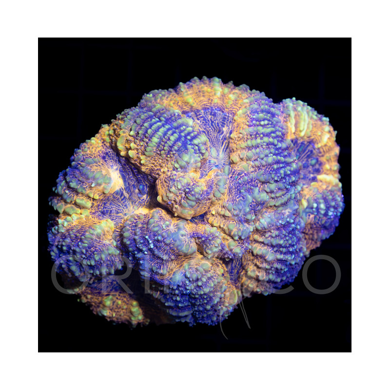 Favites sp. II
