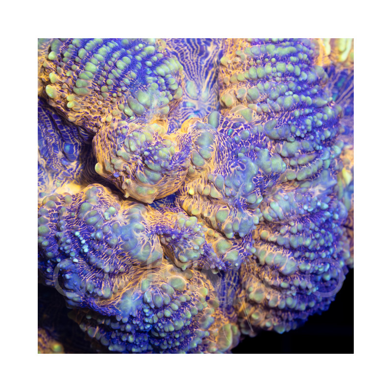 Favites sp. II