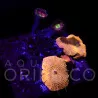 Discosoma cardinalis WYSIWYG III