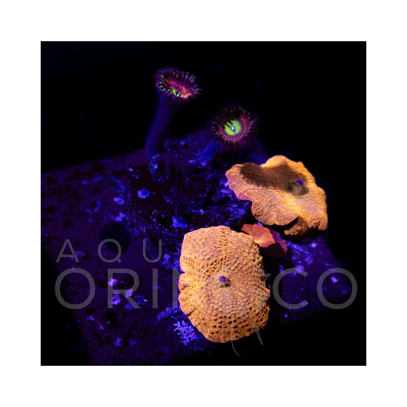 Discosoma cardinalis WYSIWYG III