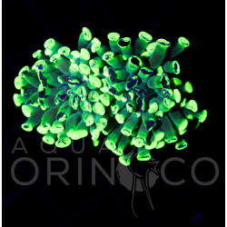 Euphyllia parancora Blotchi III Euphyllia parancora Blotchi III