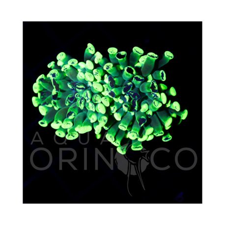 Euphyllia parancora Blotchi III