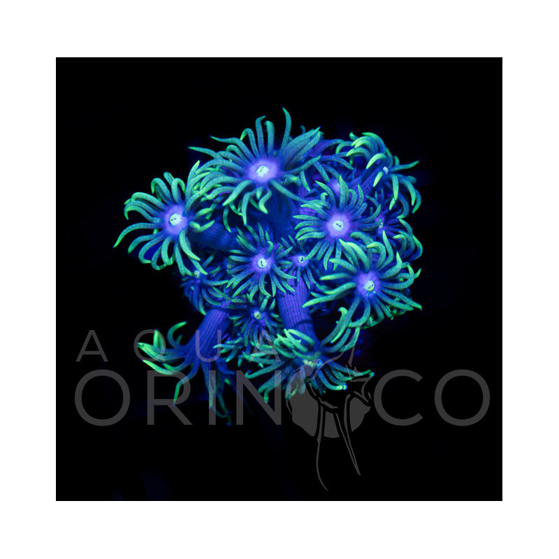 Goniopora Verde/Turquesa I em Plug