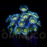 Goniopora Turquesa II em Plug