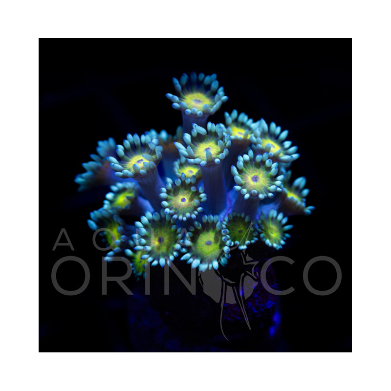 Goniopora Turquesa II em Plug