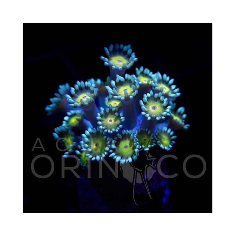 Goniopora Turquesa II em Plug