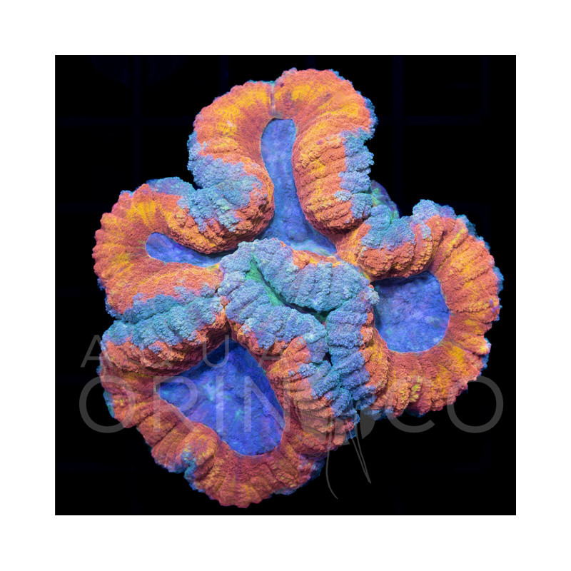 Lobophyllia Bicolor II WYSIWYG