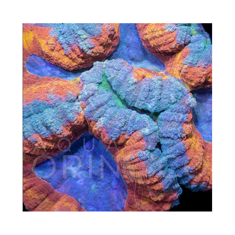 Lobophyllia Bicolor II WYSIWYG