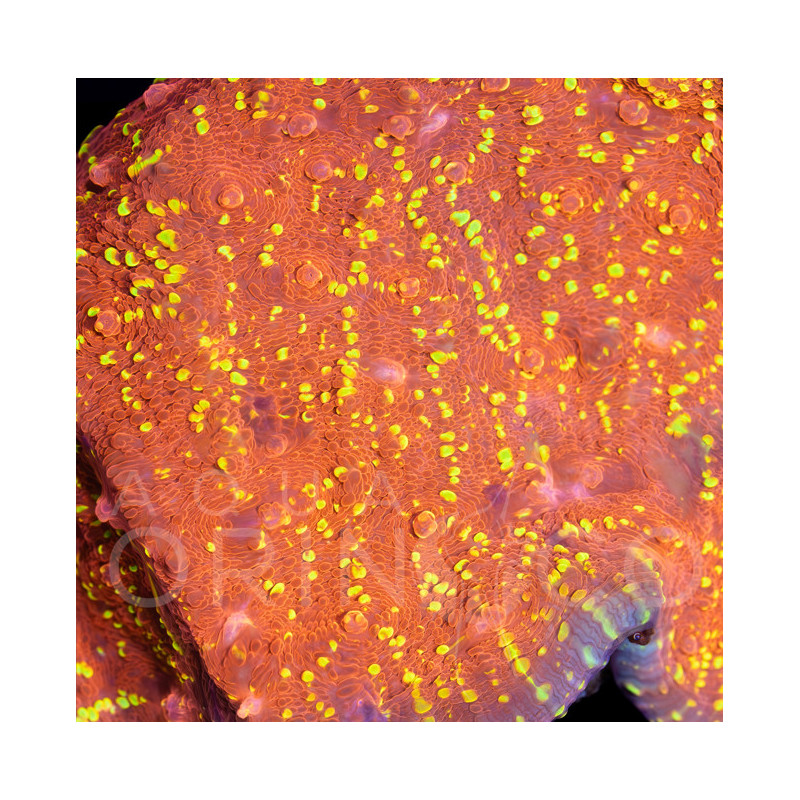 Gold Nugget Chalice WYSIWYG Gold Nugget Chalice WYSIWYG