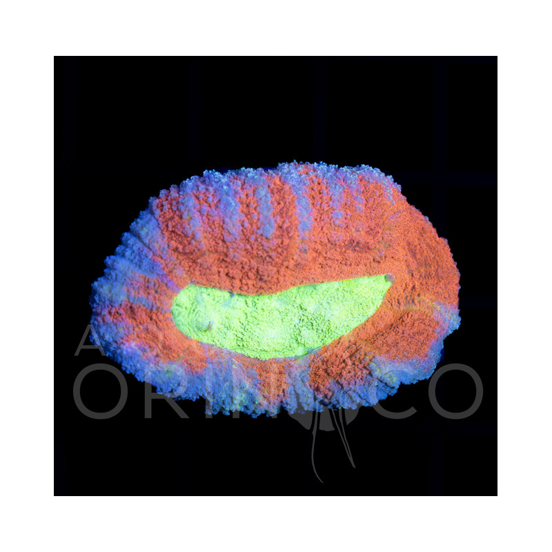 Lobophyllia Rainbow II WYSIWYG