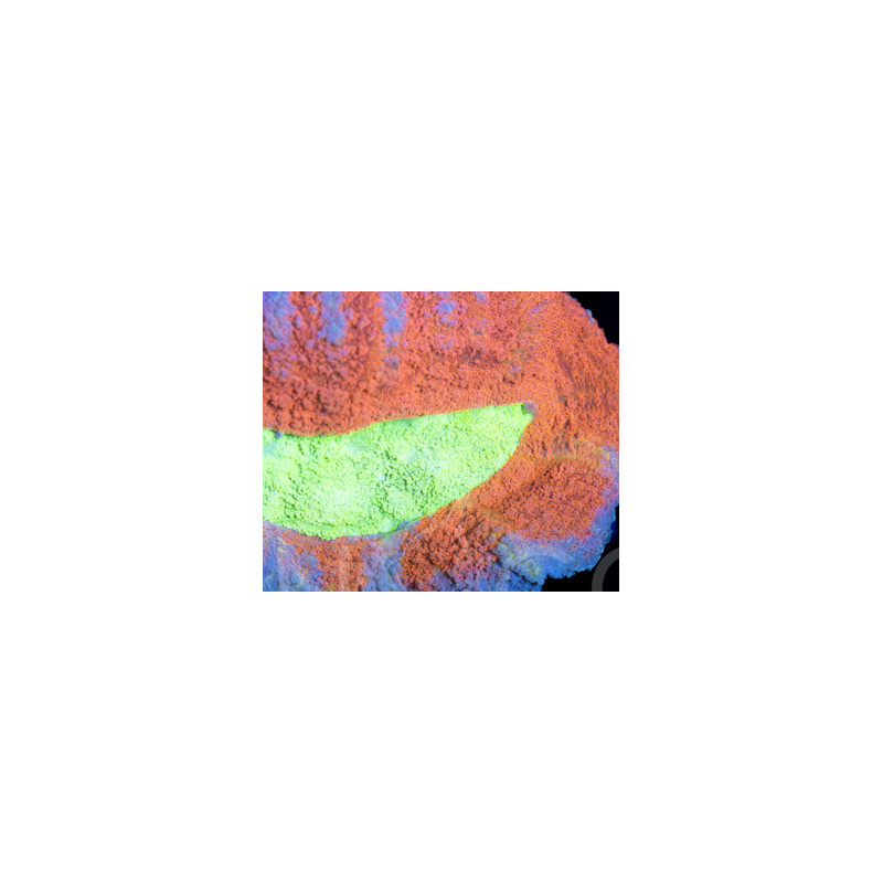 Lobophyllia Rainbow II WYSIWYG
