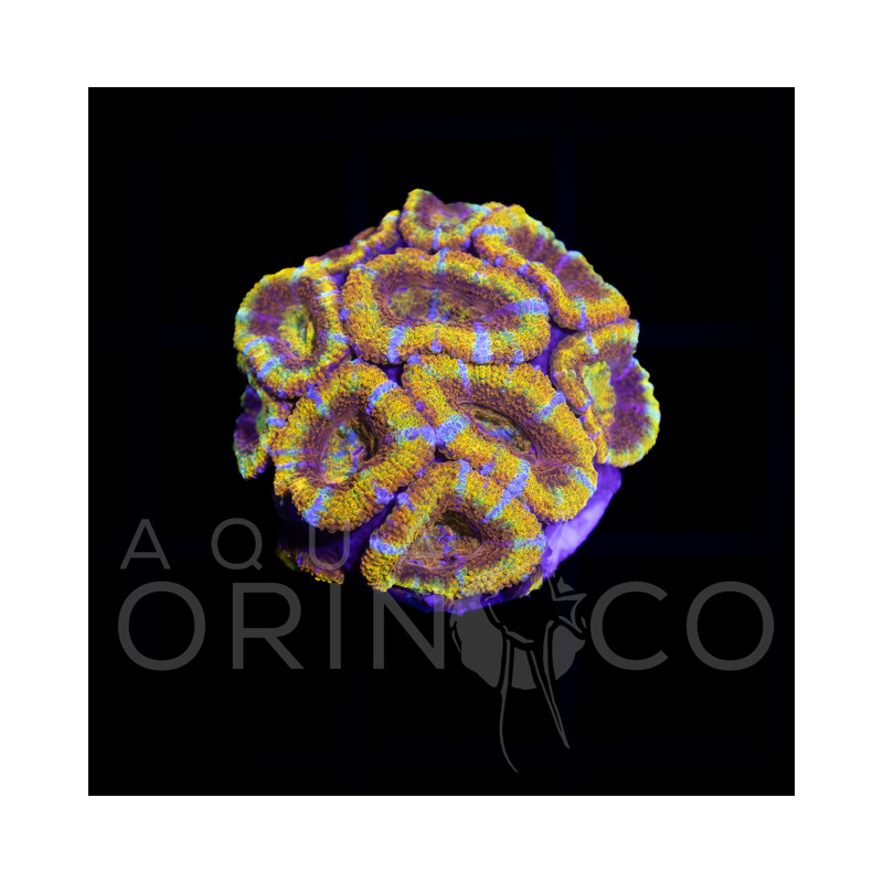 Micromussa Lordhowensis WYSYWIG I