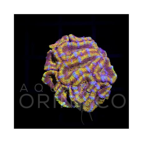 Micromussa Lordhowensis rainbow WYSYWIG II