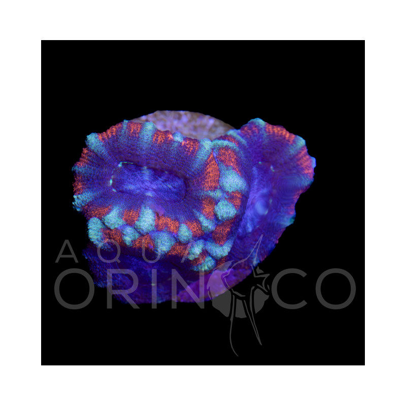 Micromussa Lordhowensis Ultra Pink