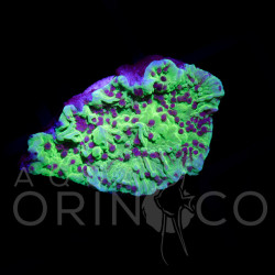 Montipora capricornis Green Blue Polyp WYSIWYG Montipora capricornis Green Blue Polyp WYSIWYG