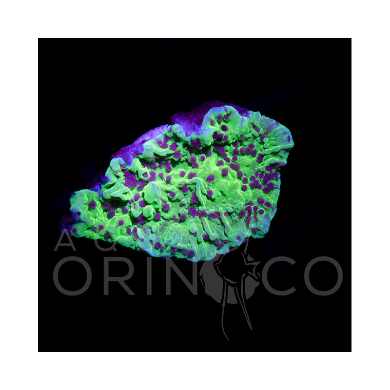 Montipora I