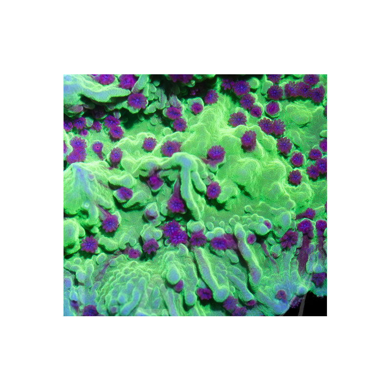 Montipora I