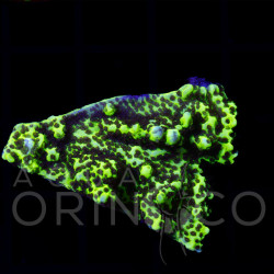 Montipora confusa WYSYWIG Montipora confusa WYSYWIG