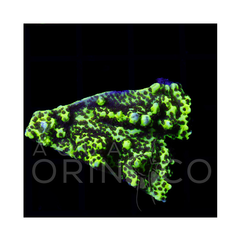 Montipora digitata Blue Montipora digitata Blue