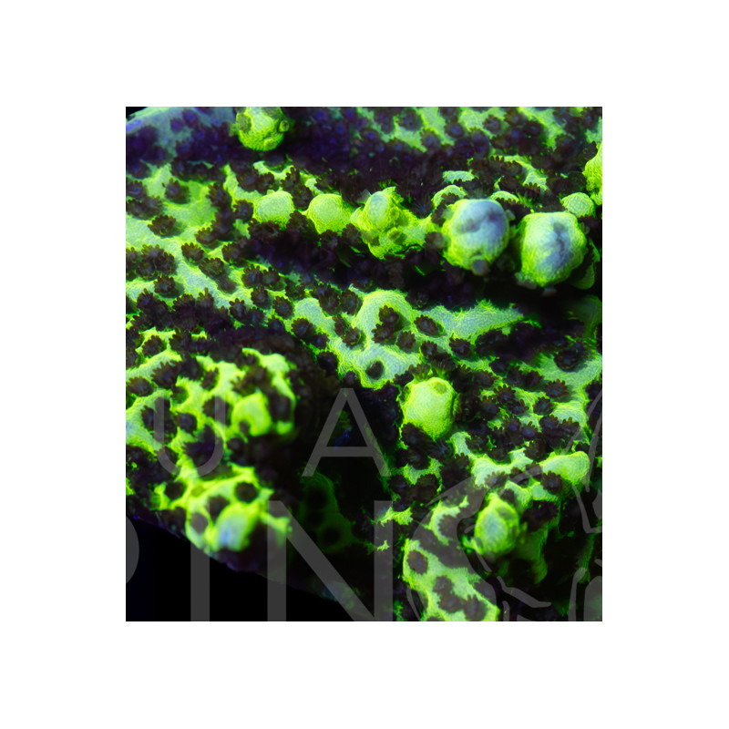 Montipora digitata Blue